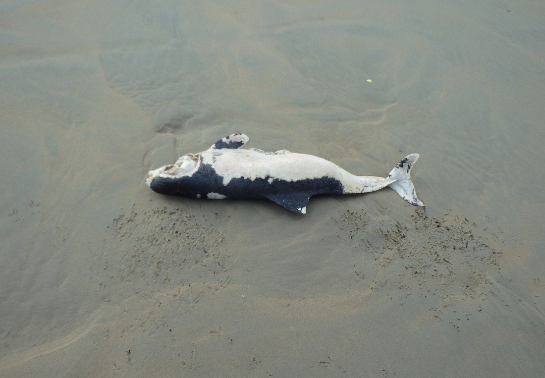 Drie dode bruinvissen op het strand van Noordwijk voor de EHBZ